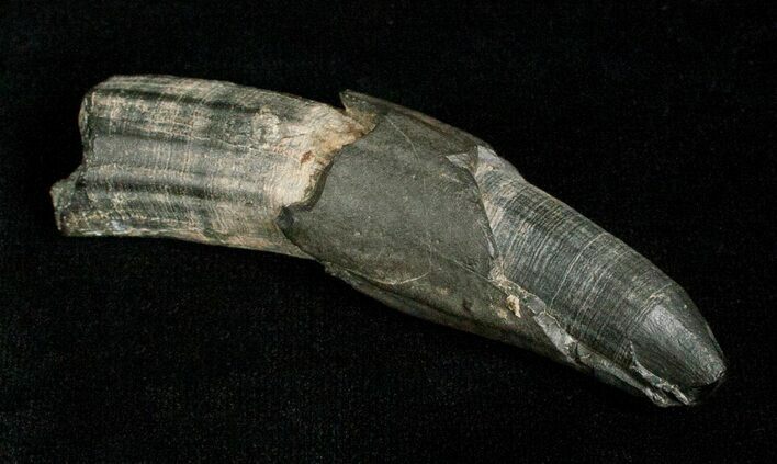 Fossil Sperm Whale Tooth - Georgia #5008